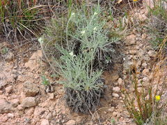 Hymenopappus filifolius cinereus