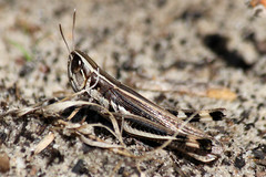 Macrotona