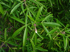 Choisya ×dewitteana