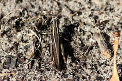 Macrotona