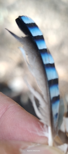 Eurasian Jay