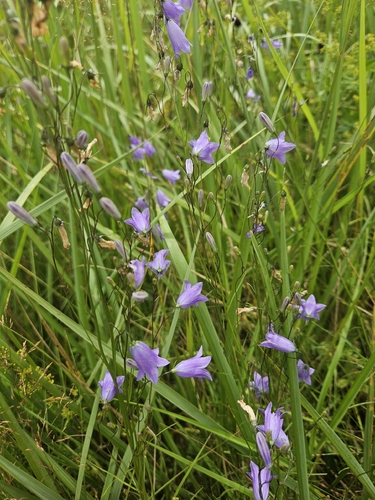 Common Harebell