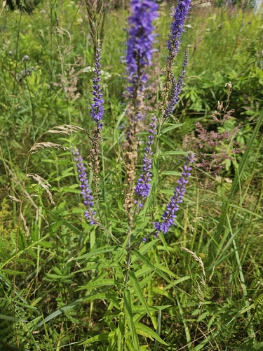 Long-leaved Speedwell