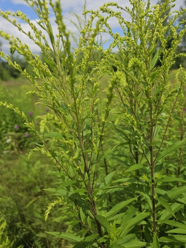 Canada goldenrod