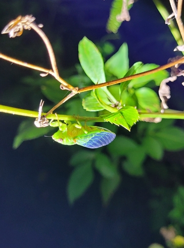 Baeturia observed 2026-07-17