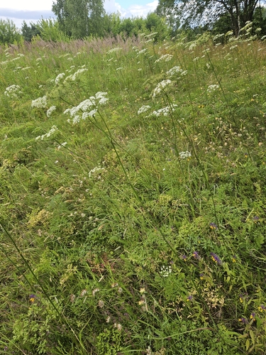 Burnet-saxifrage