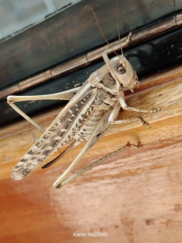 White-faced Bush-cricket