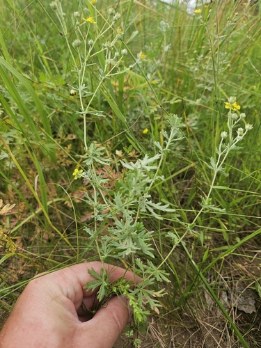 Silvery Cinquefoil