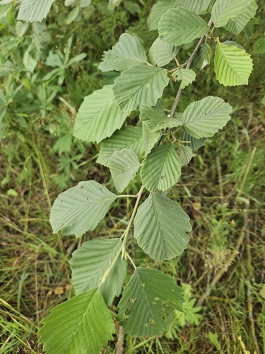 grey alder