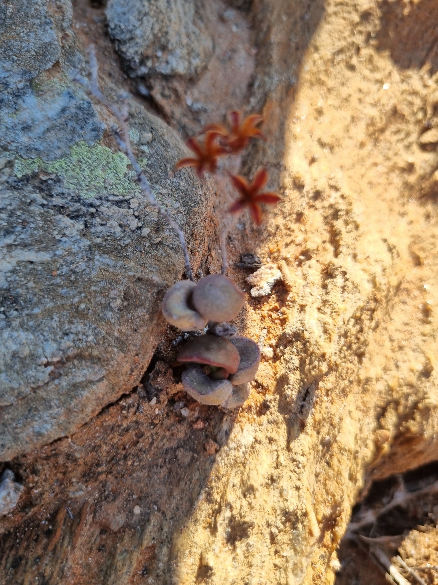 Imagem de Adromischus marianiae