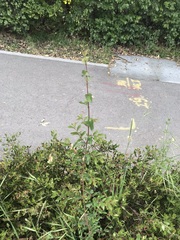 Ulmus davidiana