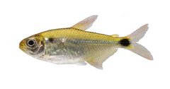 Peridot Tetra photo 4