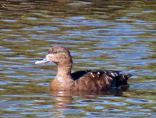 iNaturalist: (c) Gigi Laidler, some rights reserved (CC BY-NC), uploaded by Gigi Laidler iNaturalist image