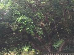 Ficus microcarpa microcarpa
