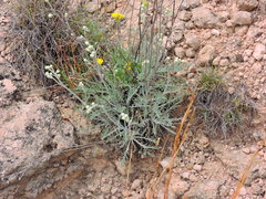 Hymenopappus filifolius cinereus
