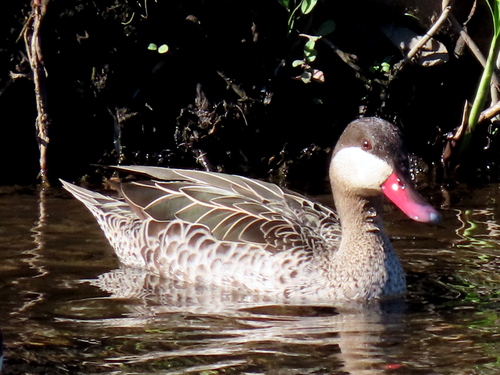iNaturalist image
