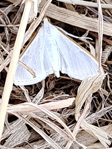 Jasmine Moth