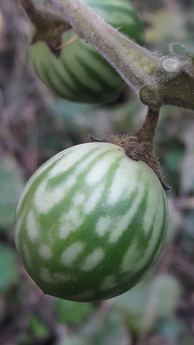 Solanum palinacanthum, photograph 6