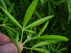 Choisya ×dewitteana