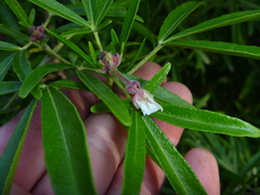 Choisya ×dewitteana