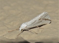 Argyrophora variabilis