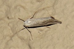 Argyrophora variabilis