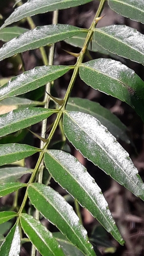 Zanthoxylum coco