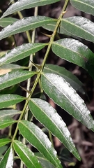 Zanthoxylum coco