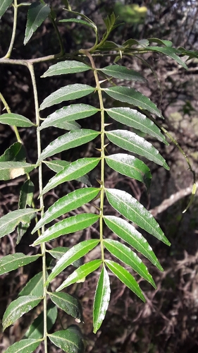 Zanthoxylum coco, photograph 2