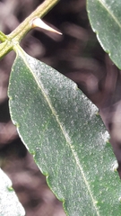 Zanthoxylum coco, photograph author not stated, no rights reserved