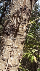 Zanthoxylum coco, photograph author not stated, no rights reserved