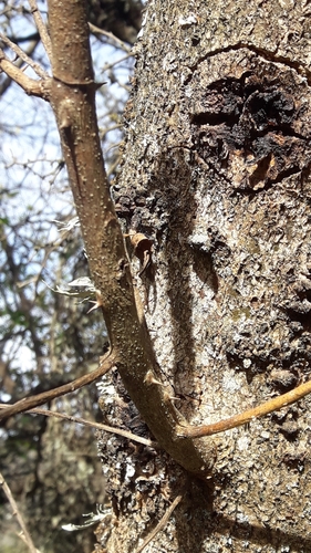 Zanthoxylum coco, photograph 5