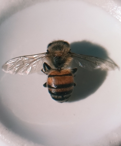 Western Honey Bee
