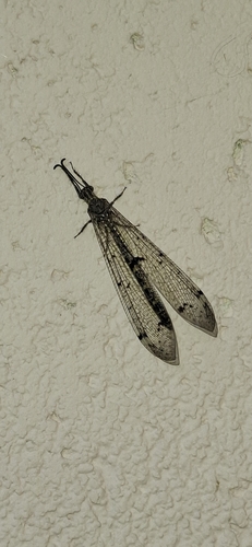 Four-spotted antlion