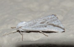 Argyrophora variabilis