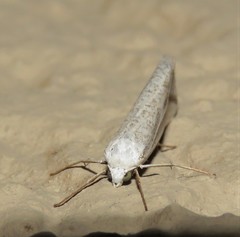 Argyrophora variabilis