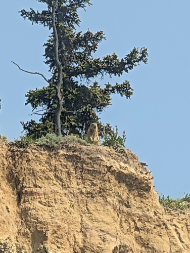 Arctic Ground Squirrel observed by yukonnat