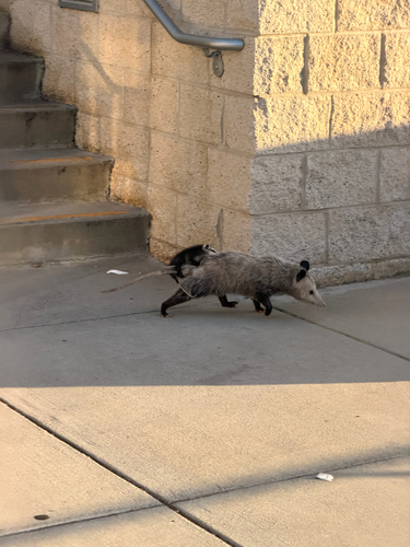 Virginia Opossum