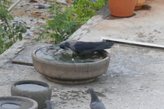 Corvus splendens