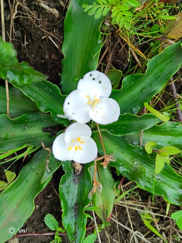 Weldenia candida