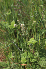 Lepidium campestre