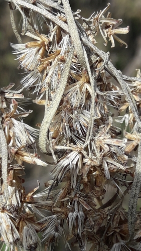 Acanthostyles buniifolius