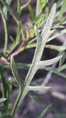Acanthostyles buniifolius, photograph 2