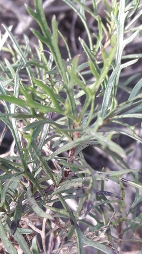 Acanthostyles buniifolius, photograph 3