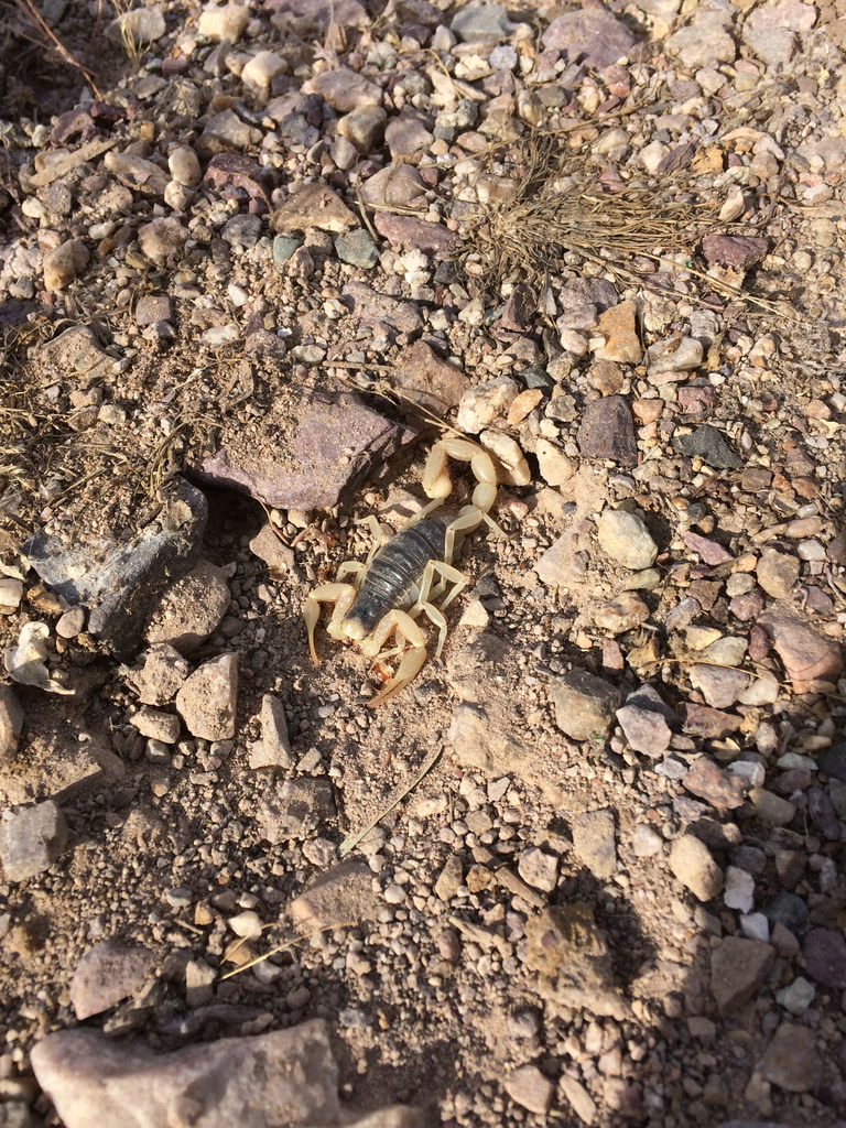 desert hairy scorpion