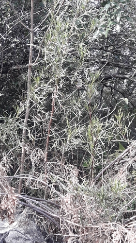 Acanthostyles buniifolius, photograph 4