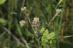 Lepidium campestre