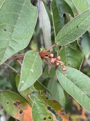 Croton gratissimus gratissimus