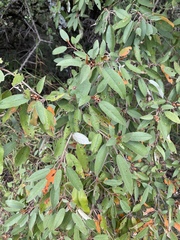 Croton gratissimus gratissimus