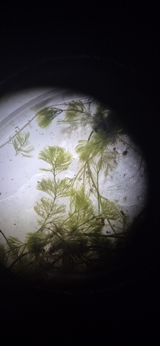 Caulerpa verticillata observed 2026-07-13